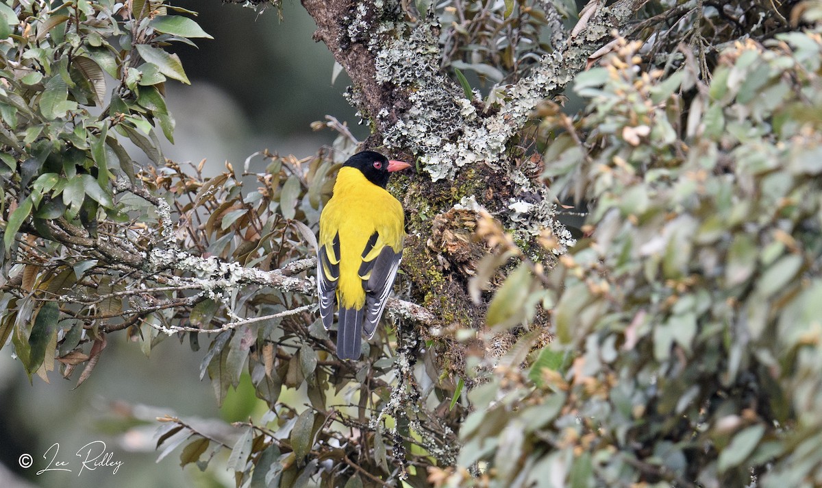 Black-tailed Oriole - Lee Ridley