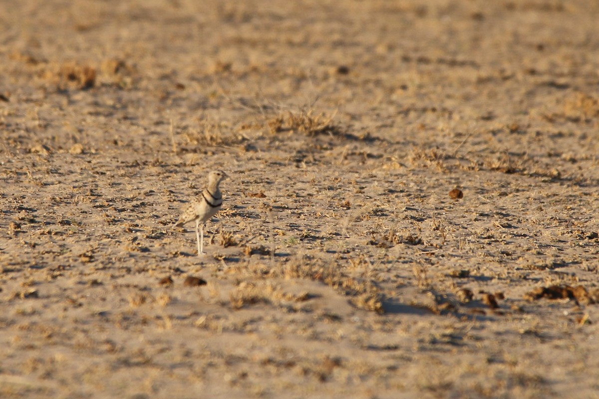 Double-banded Courser - ML614532607