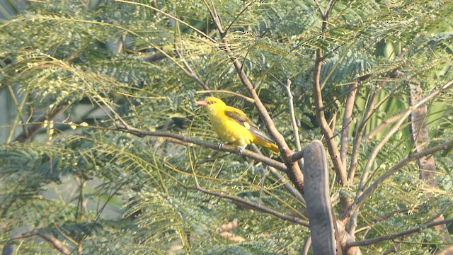 Indian Golden Oriole - ML614532661