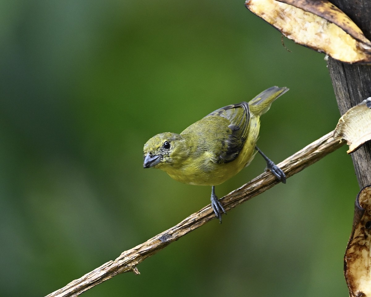 Thick-billed Euphonia (Thick-billed) - ML614532785