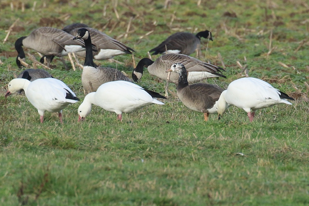 Greater White-fronted x Cackling Goose (hybrid) - Jeremy Gatten