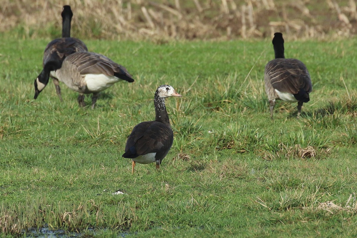 Greater White-fronted x Cackling Goose (hybrid) - ML614532822