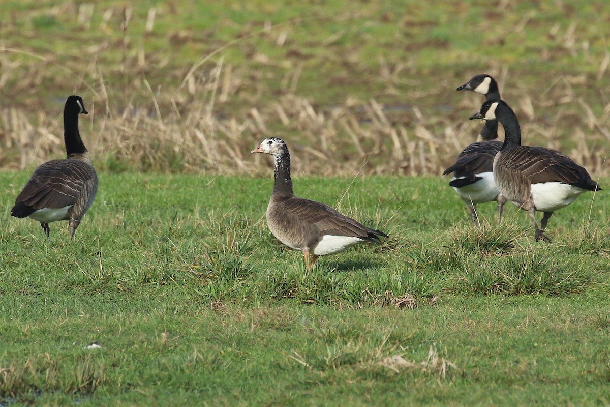 Greater White-fronted x Cackling Goose (hybrid) - ML614532823