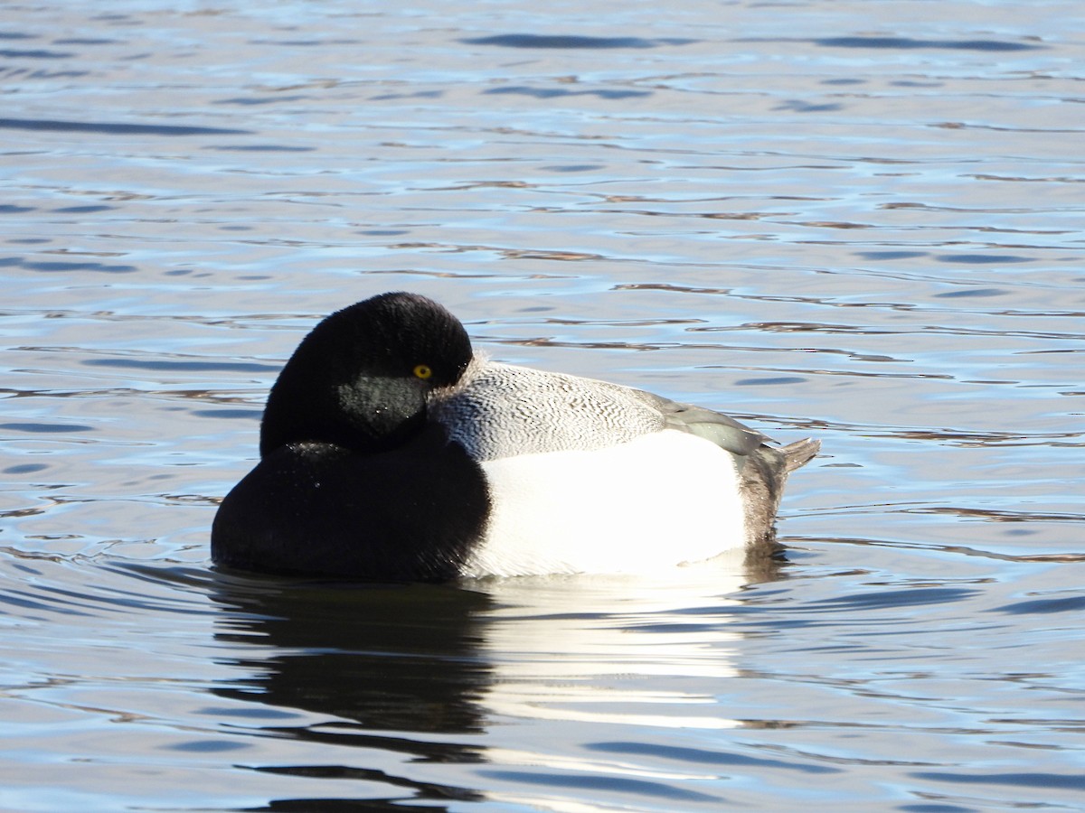 Greater Scaup - ML614532863