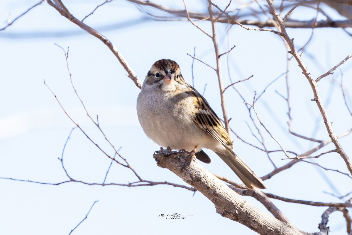 Chipping Sparrow - ML614532998