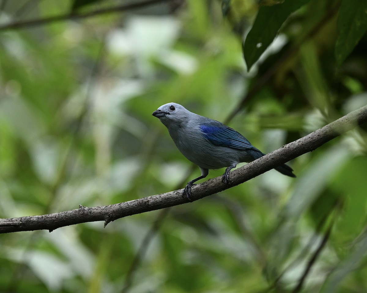 Blue-gray Tanager (Blue-gray) - ML614533010