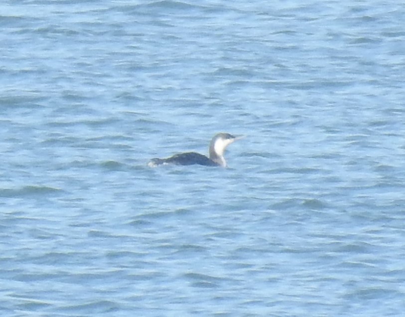 Red-throated Loon - ML614533028