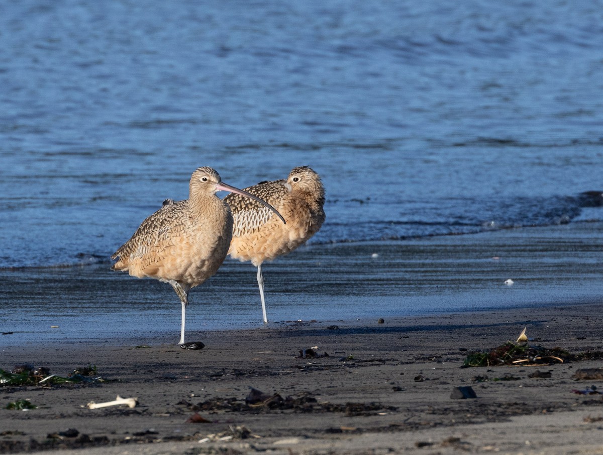 Long-billed Curlew - ML614533042