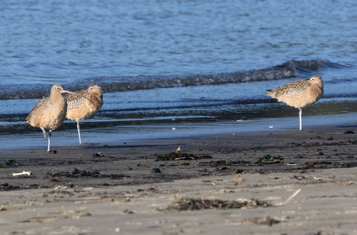 Long-billed Curlew - ML614533043
