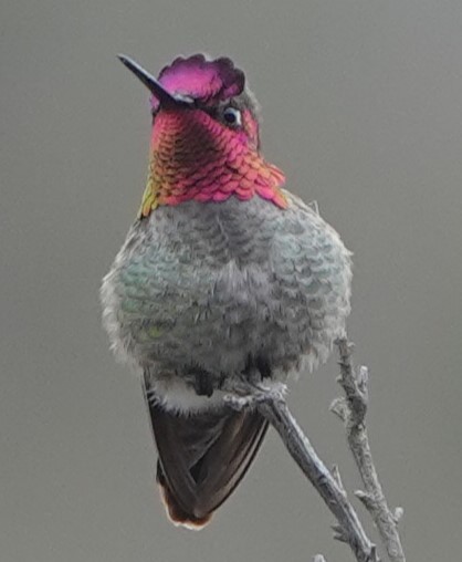 Anna's Hummingbird - ML614533045
