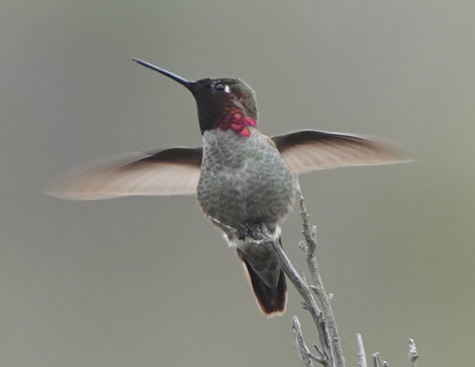 Anna's Hummingbird - ML614533046