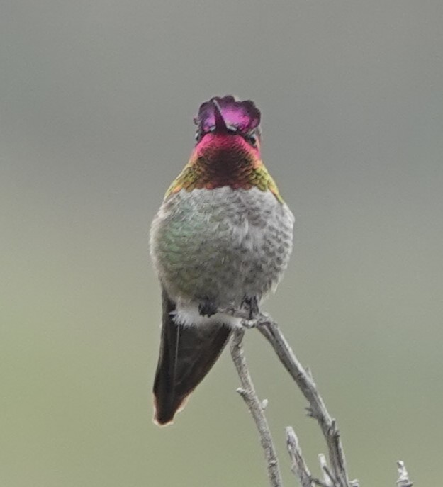Anna's Hummingbird - ML614533047