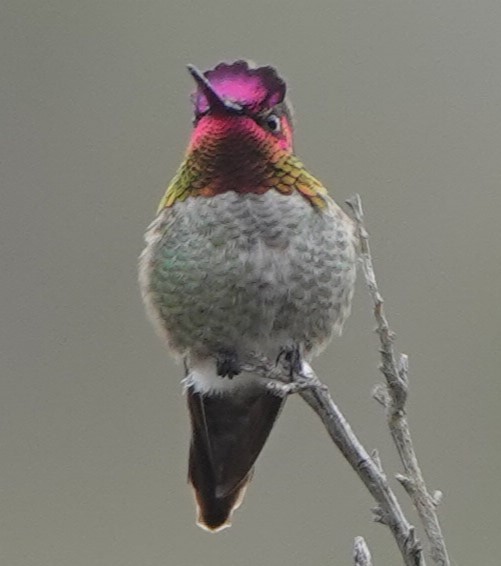 Anna's Hummingbird - ML614533048