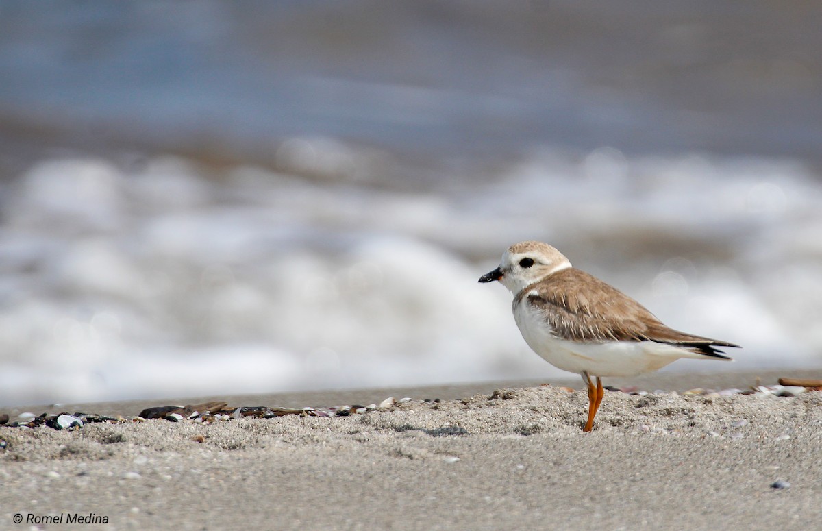 Piping Plover - ML614533107