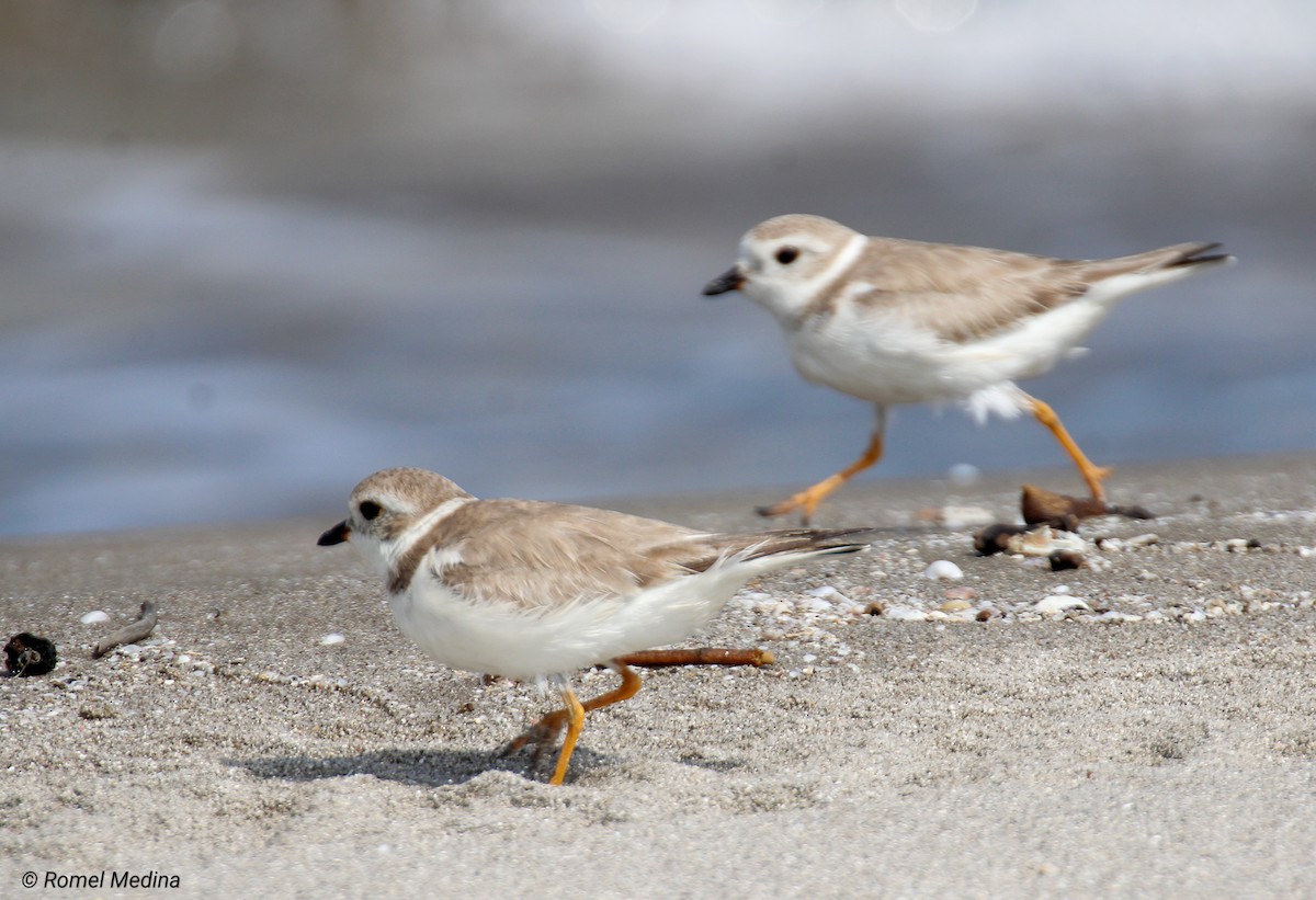 Piping Plover - ML614533108