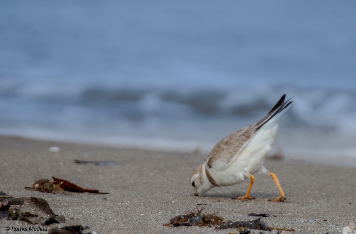 Piping Plover - ML614533109