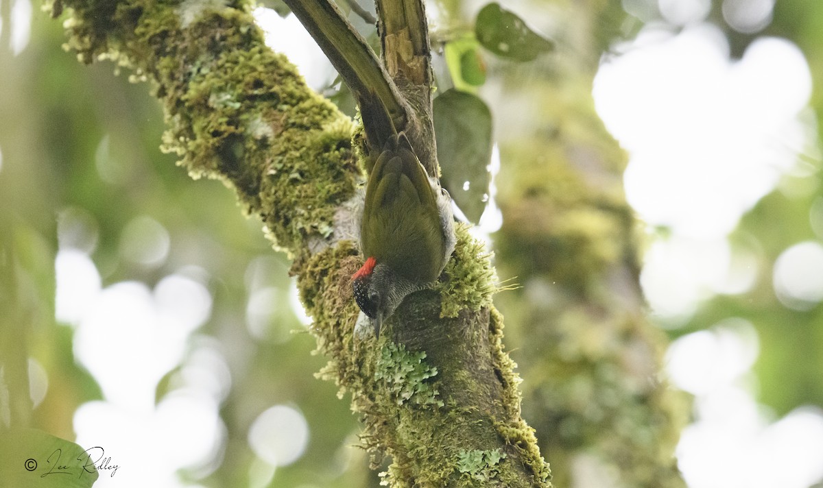 Fine-banded Woodpecker - Lee Ridley