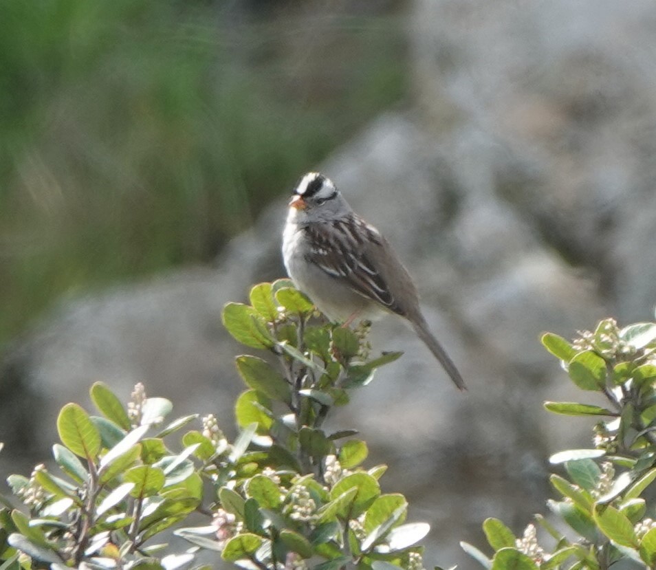 White-crowned Sparrow - ML614533190