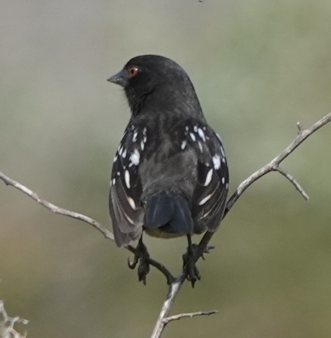 Spotted Towhee - ML614533205