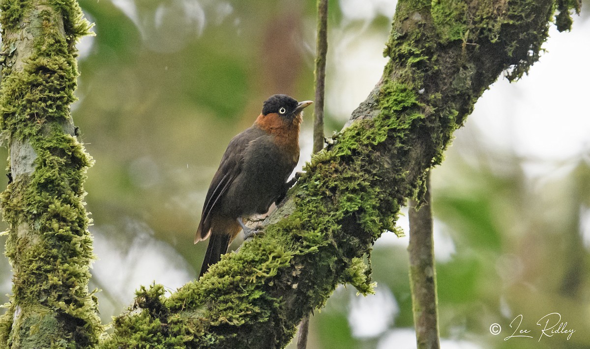 Red-collared Mountain-Babbler - ML614533294