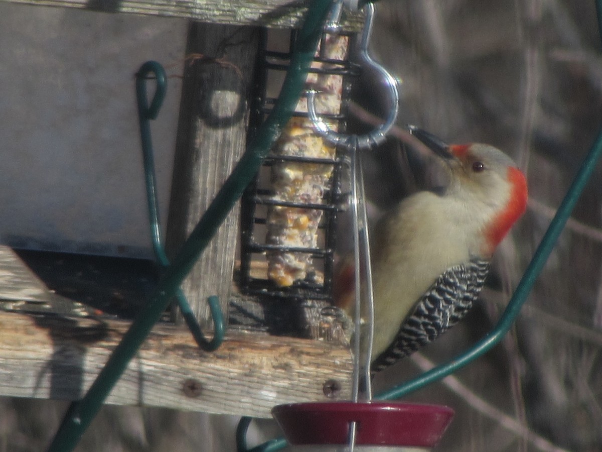 Red-bellied Woodpecker - Nancy Brown