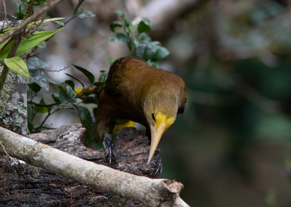 Russet-backed Oropendola (Russet-backed) - Silvia Faustino Linhares