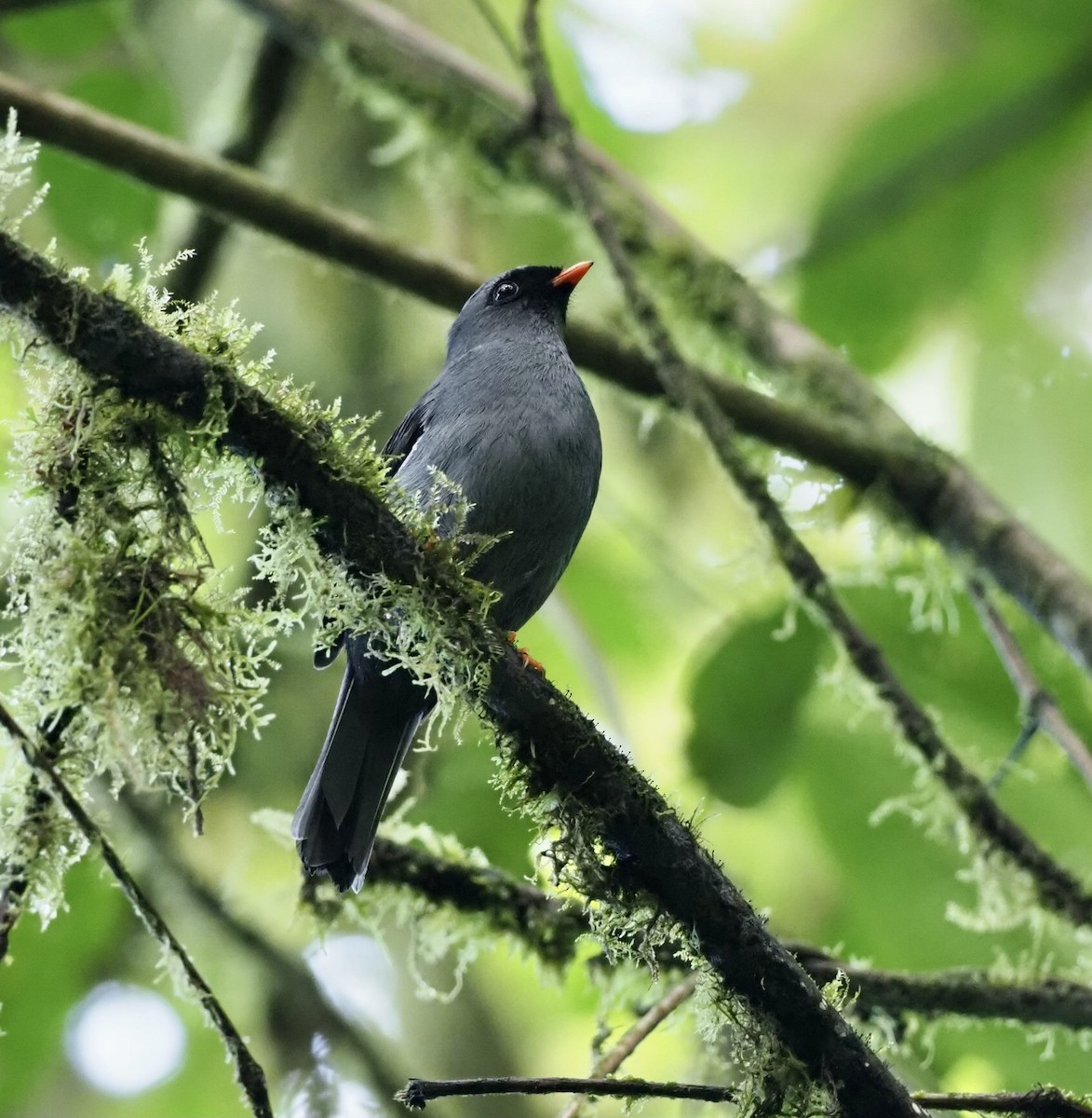 Black-faced Solitaire - ML614533606