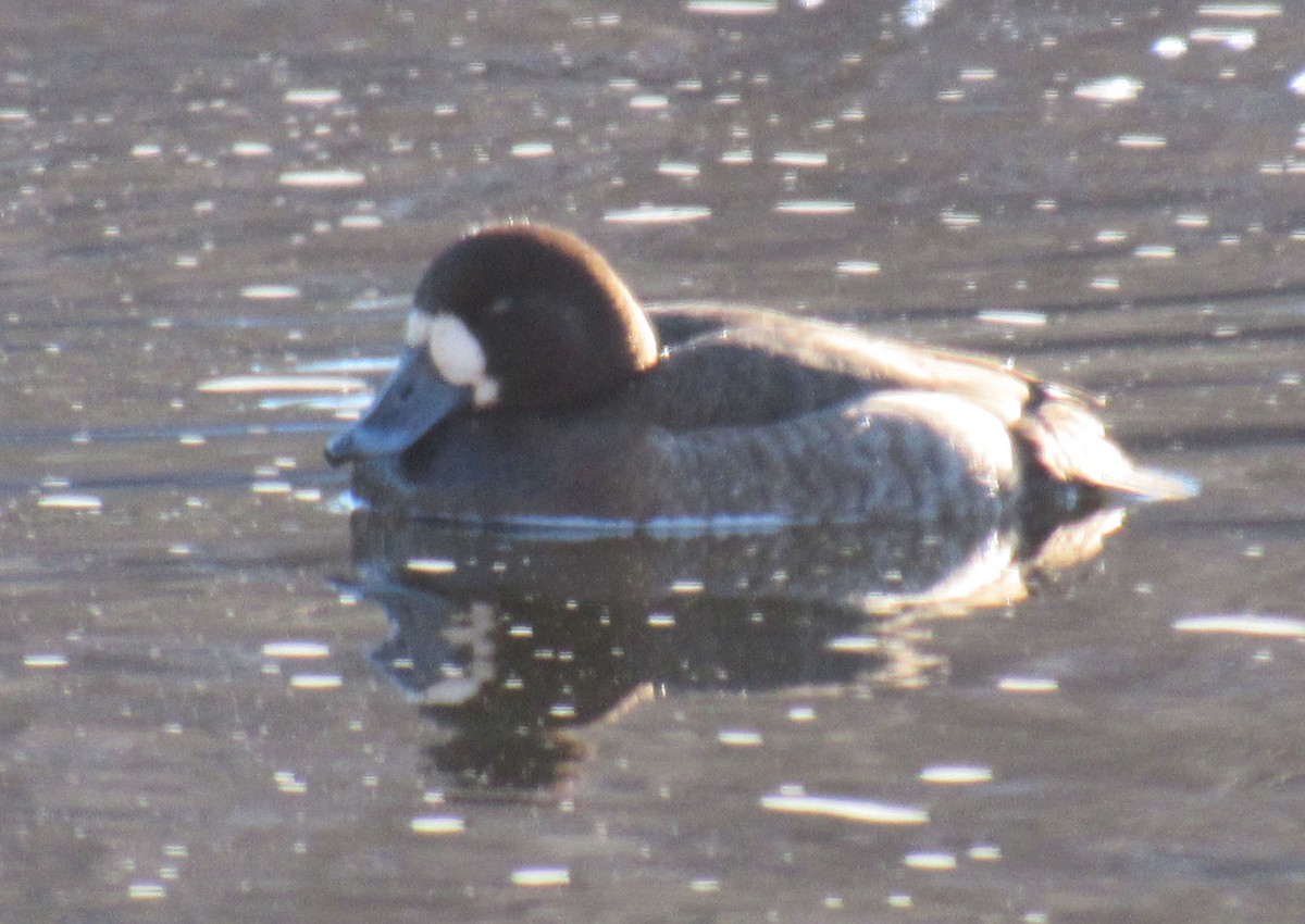 Greater Scaup - ML614533614