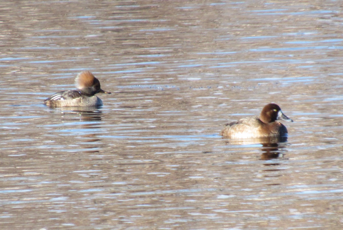 Greater Scaup - ML614533615