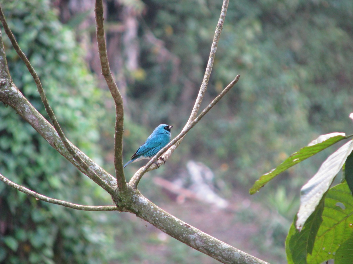 Swallow Tanager - ML614533690