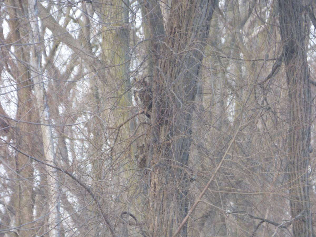 Great Horned Owl - ML614533947