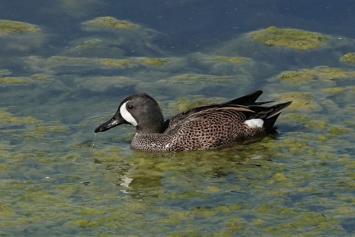 Blue-winged Teal - ML614534023