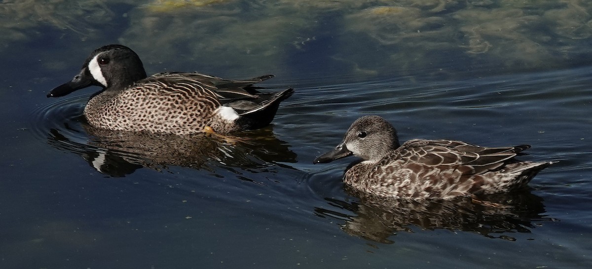 Blue-winged Teal - ML614534052