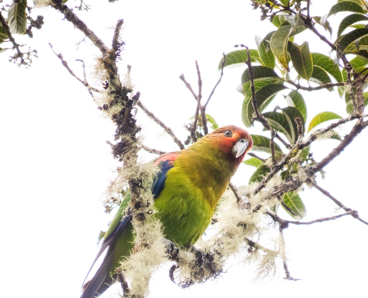 Rusty-faced Parrot - ML614534649
