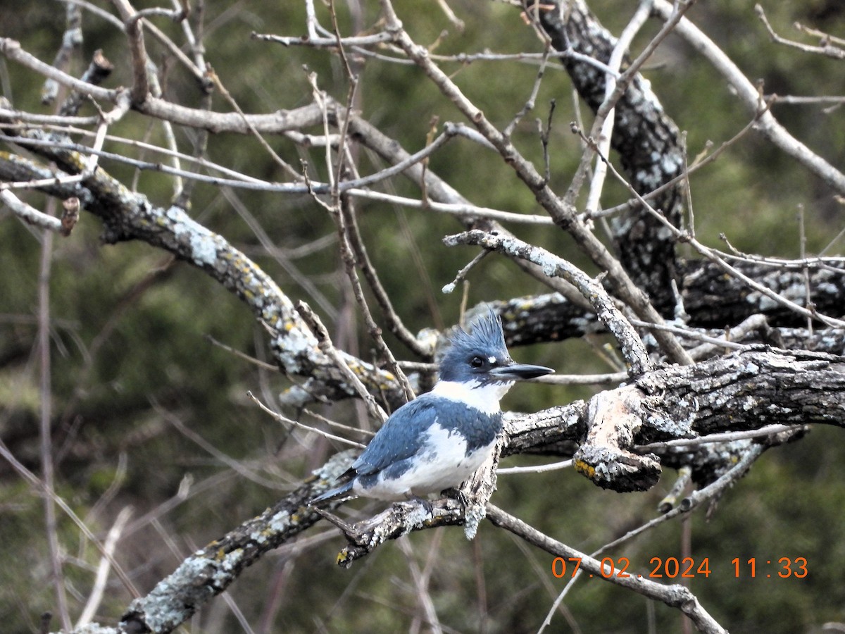 Belted Kingfisher - ML614534811