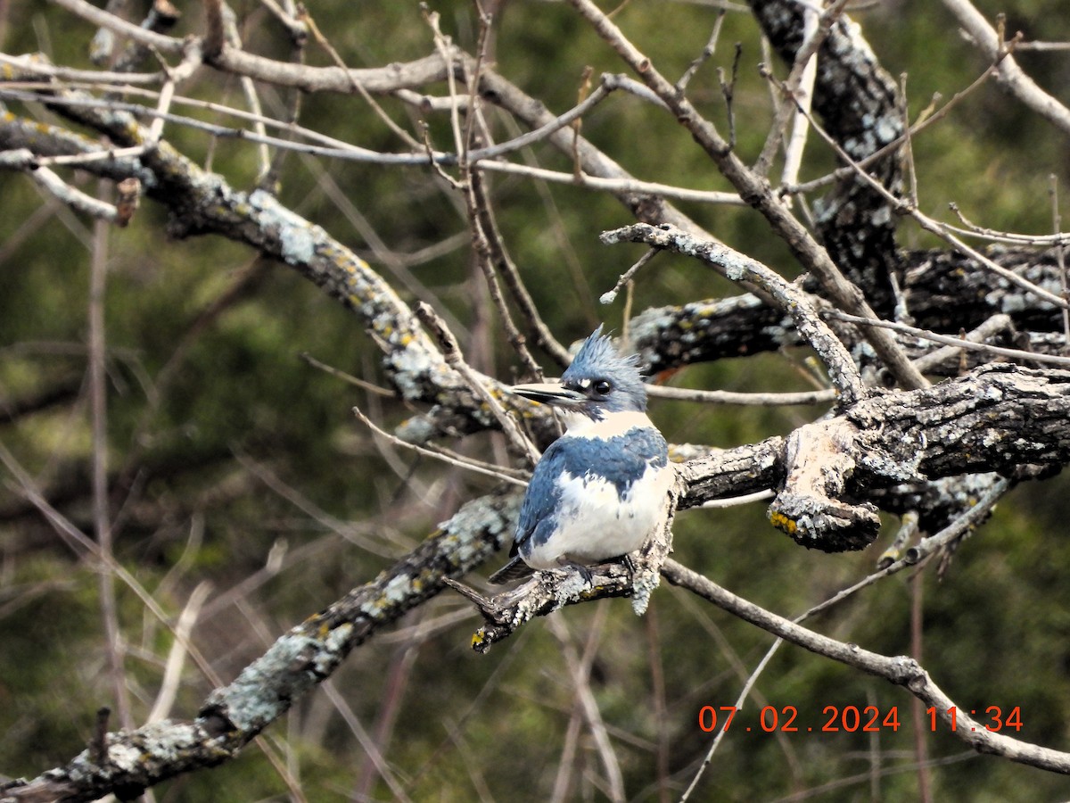Belted Kingfisher - ML614534821