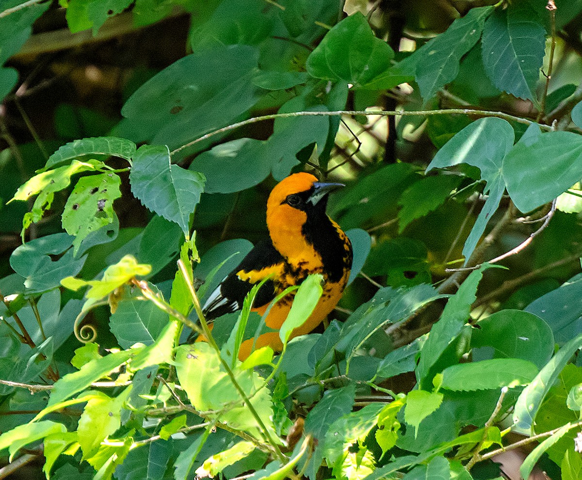 Spot-breasted Oriole - ML614534915