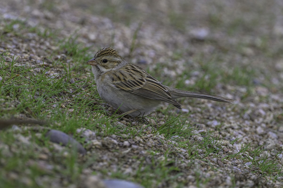 Clay-colored Sparrow - ML614535289