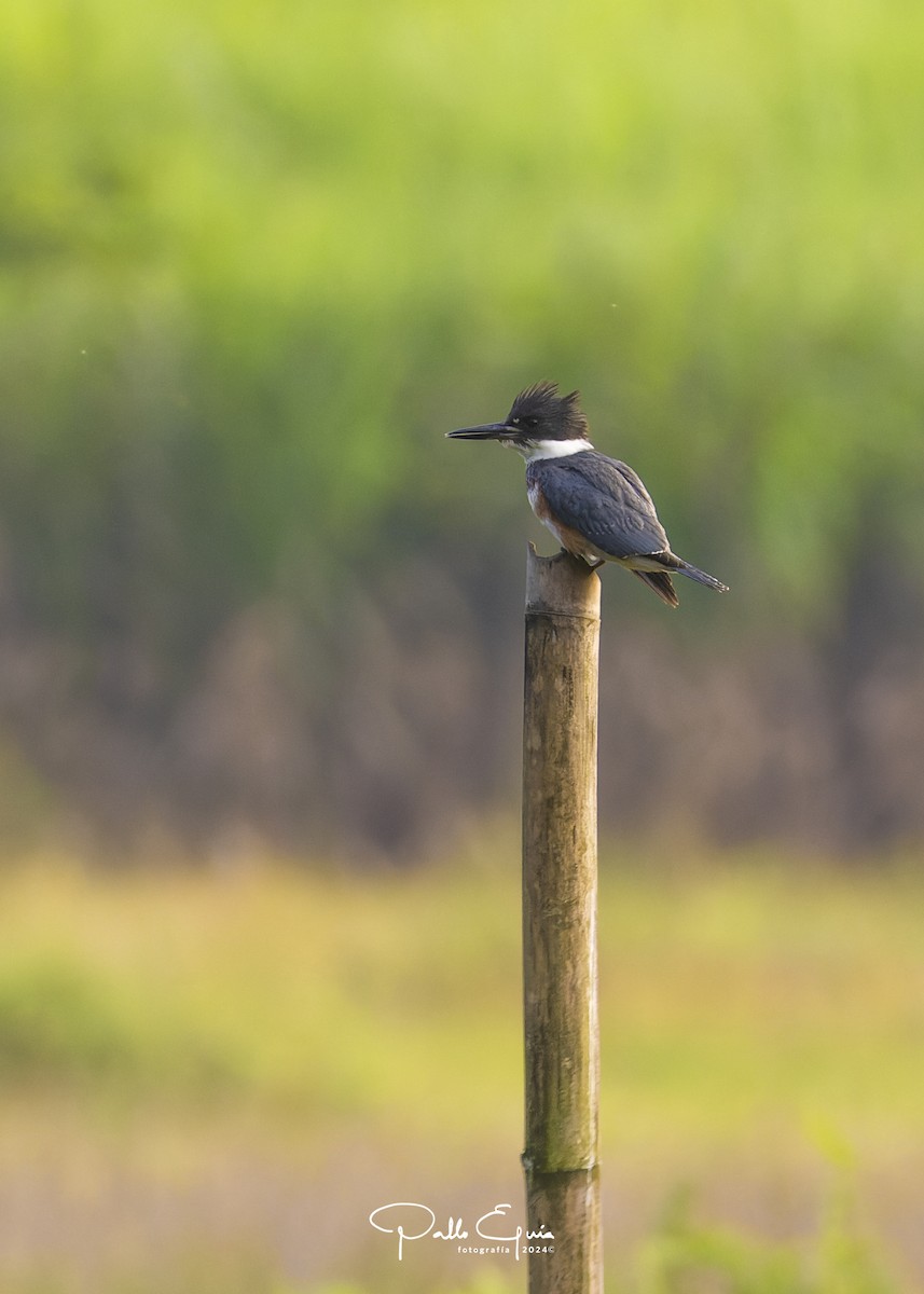Belted Kingfisher - ML614535437