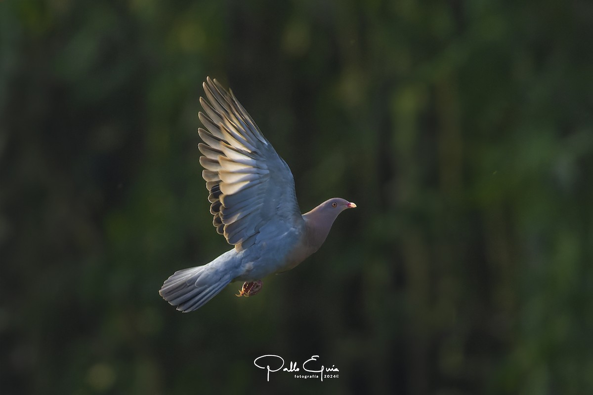 Red-billed Pigeon - Pablo Eguia