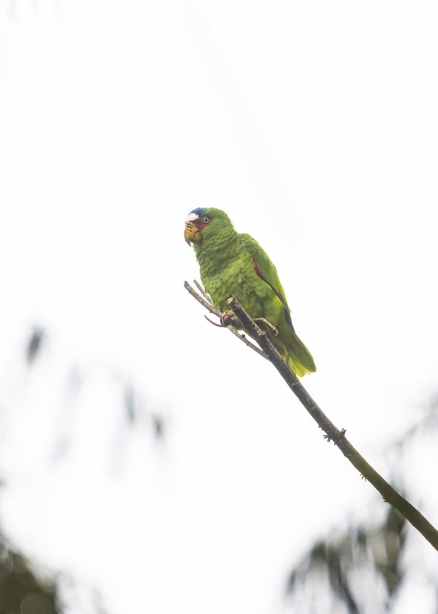 White-fronted Parrot - ML614535481