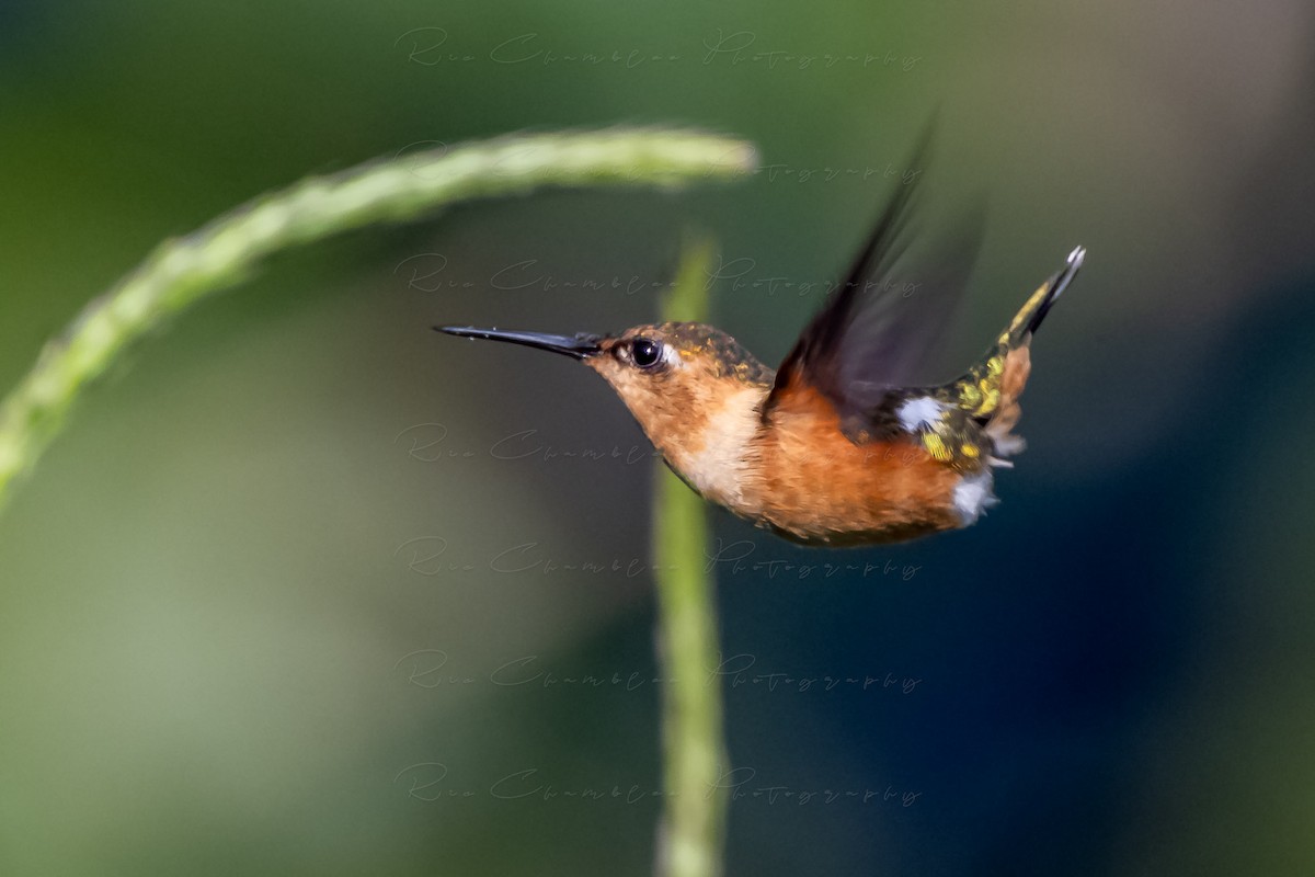 Sparkling-tailed Hummingbird - ML614535532
