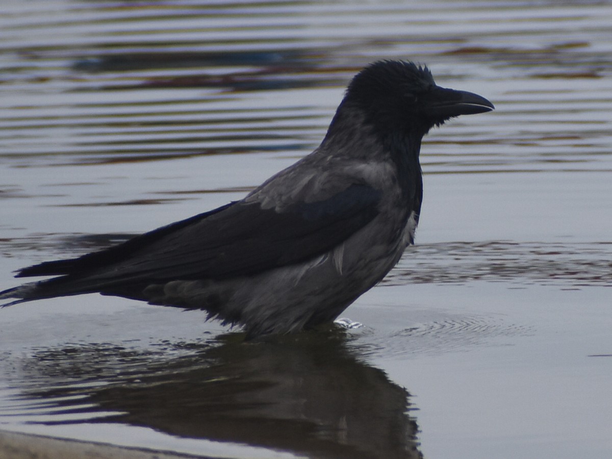 Carrion x Hooded Crow (hybrid) - ML614535588