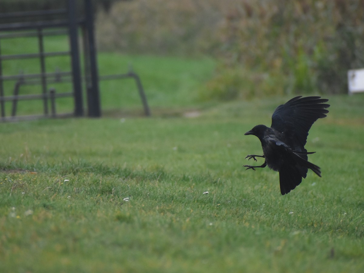 Carrion x Hooded Crow (hybrid) - ML614535590