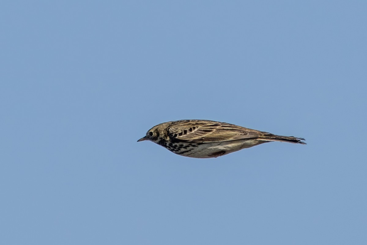 Meadow Pipit - ML614535703