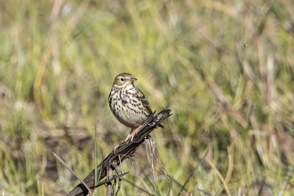 Meadow Pipit - ML614535704