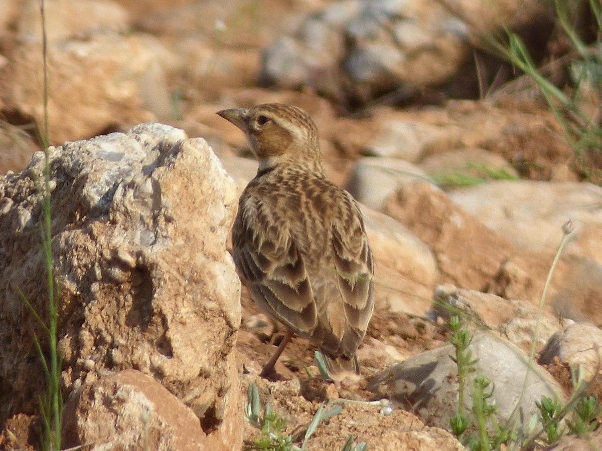 Bimaculated Lark - Barry Reed