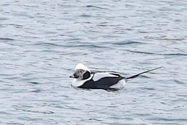 Long-tailed Duck - ML614535934
