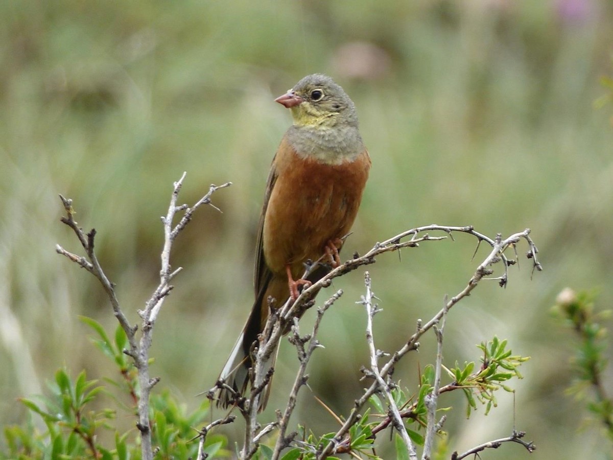 Ortolan Bunting - Barry Reed