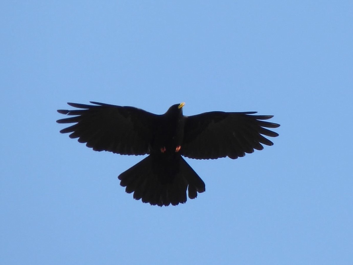 Yellow-billed Chough - Barry Reed
